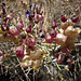 Flowering Paperbag Bush (5832)