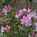 mon rhododendron