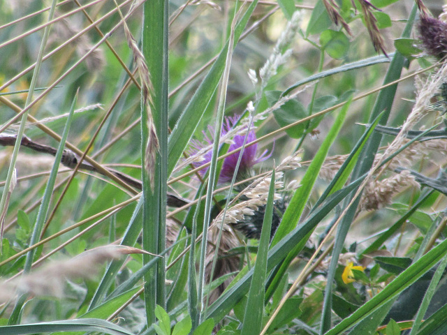 Thistle in the grass