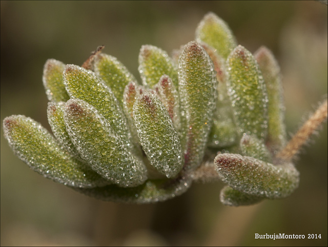 Drosanthemum floribundum (Haw.) Schwantes
