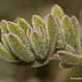 Drosanthemum floribundum (Haw.) Schwantes