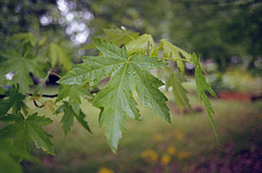 Leaf Bokeh