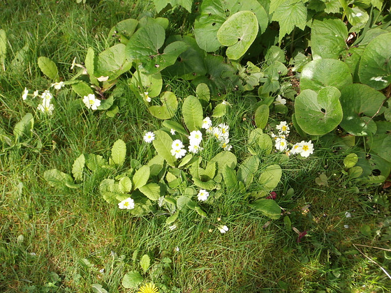 Primroses growing in lawn