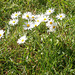 Poor little daisies soon to be mulch!!!