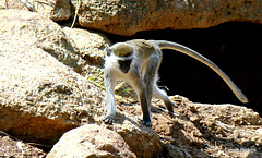 Vervet monkey 6