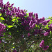 The dark purple lilac trees