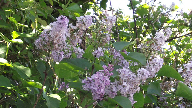 The pale purple lilac trees are there