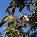 Prunus à identifier  (6)