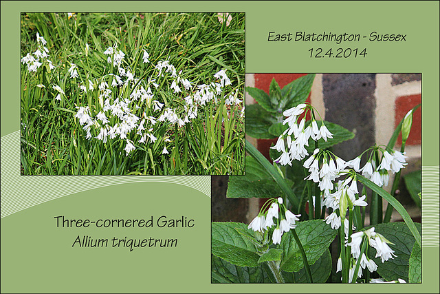 Three-cornered Garlic - East Blatchington - 12.4.2014