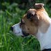 Jack Russell Terrier Rico DSC05058