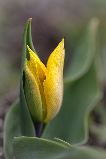 Miracle Tulip