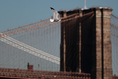 Gull and Brooklyn Bridge, New York City