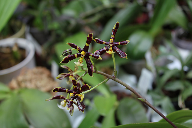 Phalaenopsis mannii black