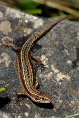 Common Lizard