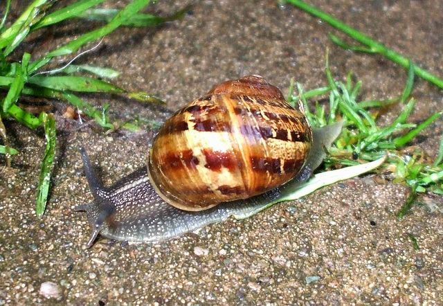 Brown Garden Snail Cornu aspersum (Müller).