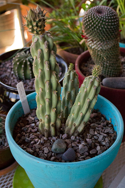 Prickly Pickle (cylindropuntia family)