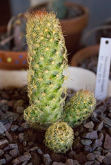Golden Lace Cactus (Mammillaria elongata)