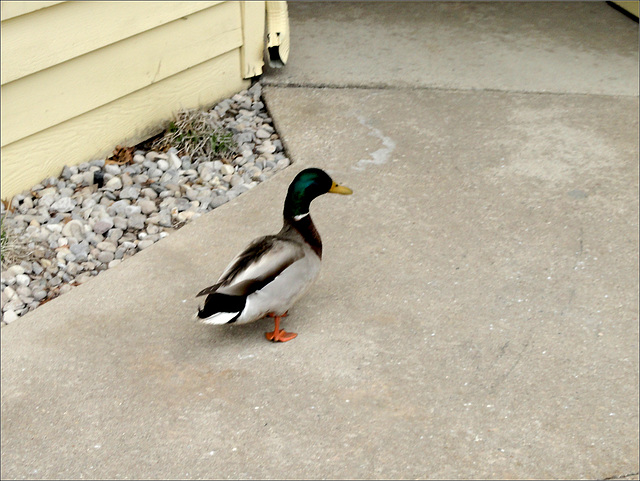 The Duck Outside the Office