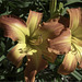 Daylilies, by the Library