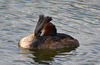 Male Great Crested Grebe