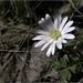 The White Anemone