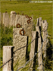 fence_in_sheep_meadow
