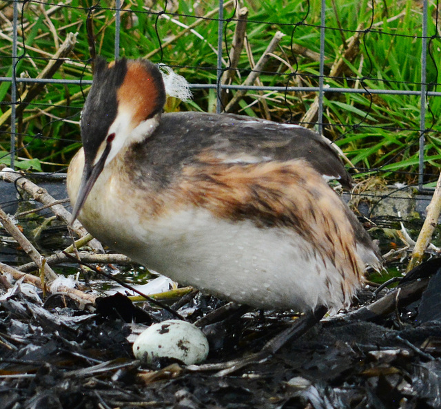 Great Crested Grebe nesting