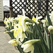 Daffies and Trellis