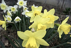 Yellow Daffodils & Mixtes