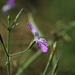 20111218-6667 Dicliptera paniculata (Forssk.) I.Darbysh.