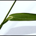 Echinochloa crus-galli- Panic crête de coq