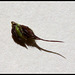 Echinochloa crus-galli- Panic crête de coq
