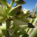 Yucca Flower with Ladybug (5835)