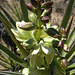 Yucca Flower (5834)
