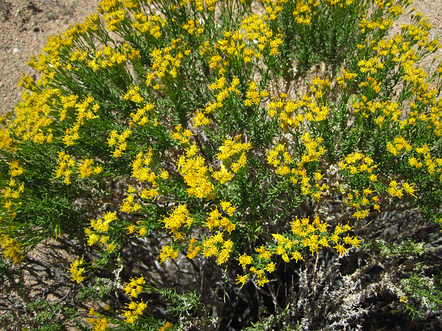Yellow Flowering (5833)