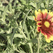 First Blanket Flower of the Year