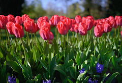 La fête de la tulipe