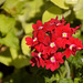 Red Verbena Flower