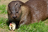 Otter - with lunch!