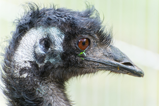 Emu - 20140412