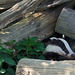 Badger - in the wood pile