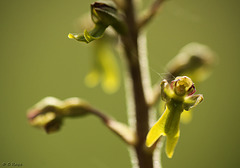 Twayblade Flower