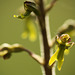 Twayblade Flower