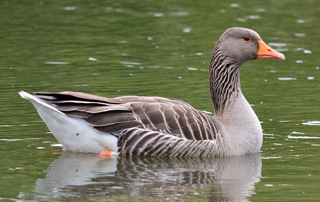 Greylag Goose, Anser fabalis