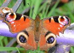 Peacock Butterfly, Inachis io