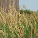 Tall Grass by the Barn