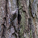 20140502 1794VRTw [D-HVL] Waldbaumläufer (Certhia familiaris), Gülper See, Südufer