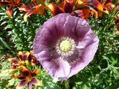 Purple poppy (with hovver fly !)