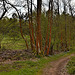 Trees and woodland path - Binton Woods