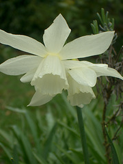 white daffodil grace
